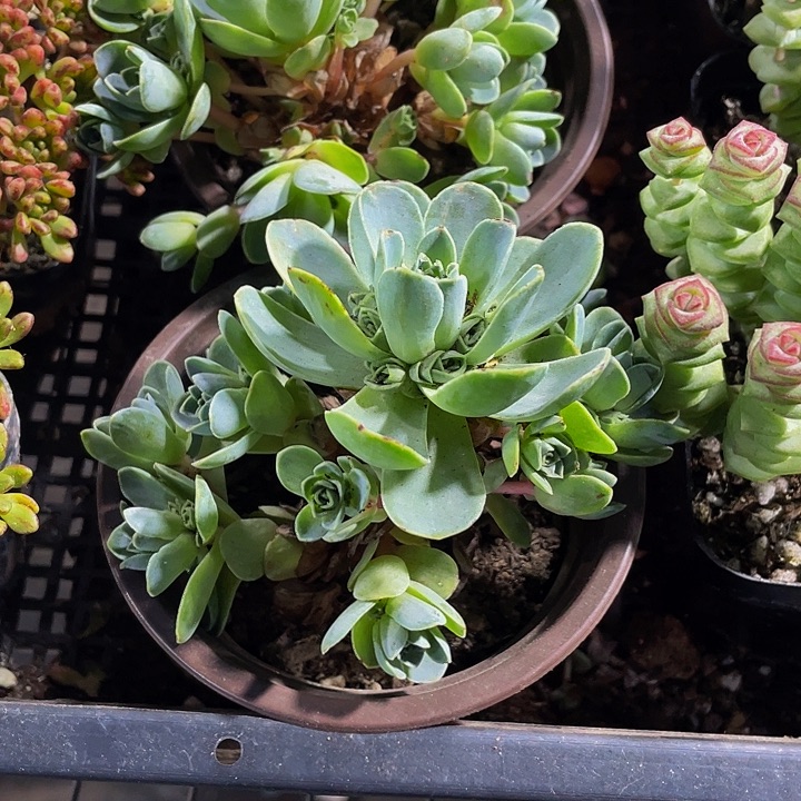 山地玫瑰带盆土发过