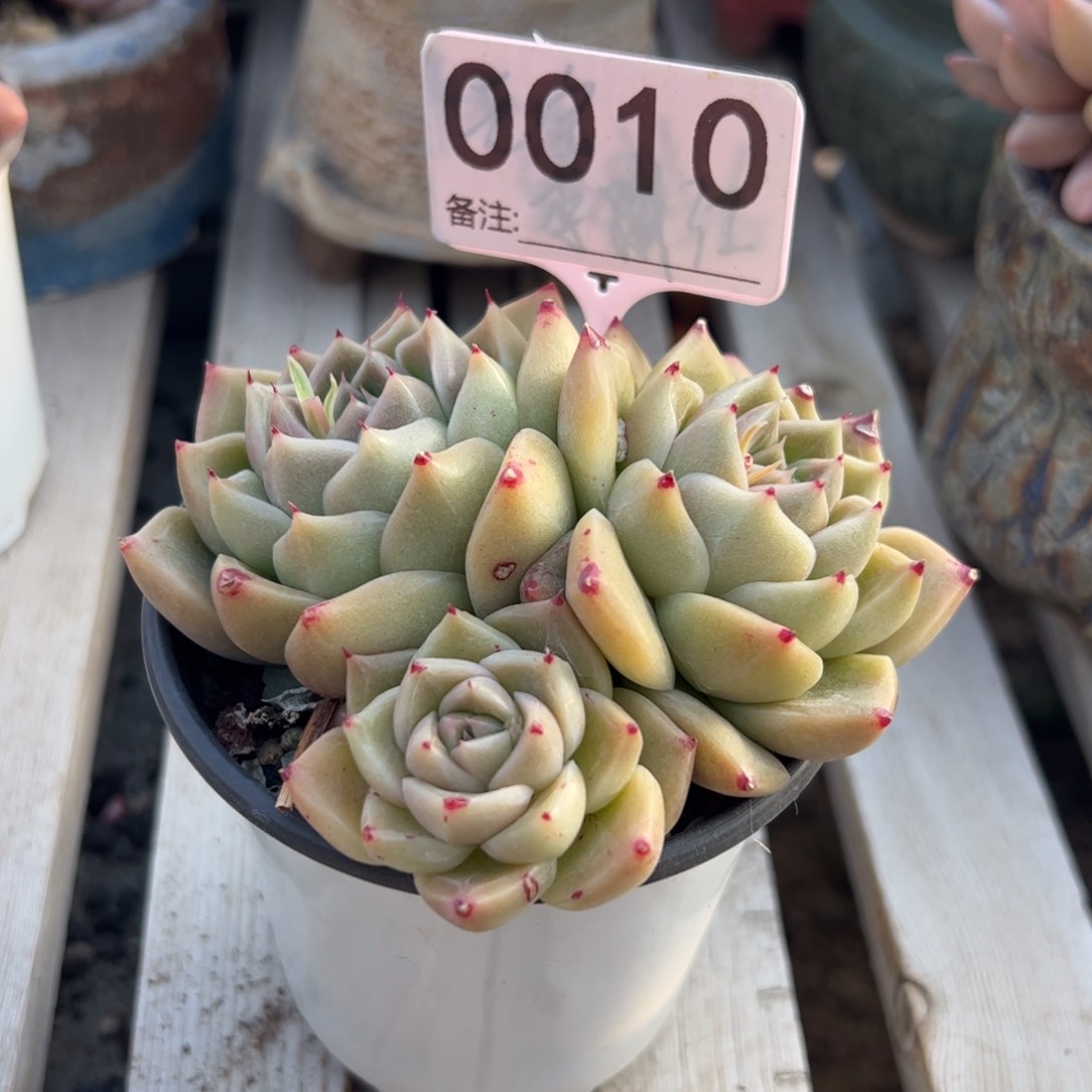 金色石英多肉植物