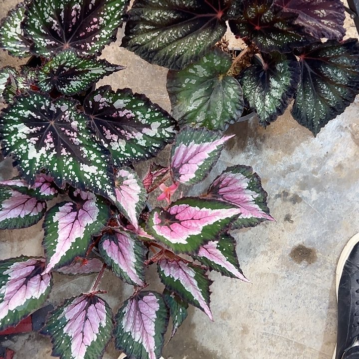 এ***籽无花朵215秋海棠加保温