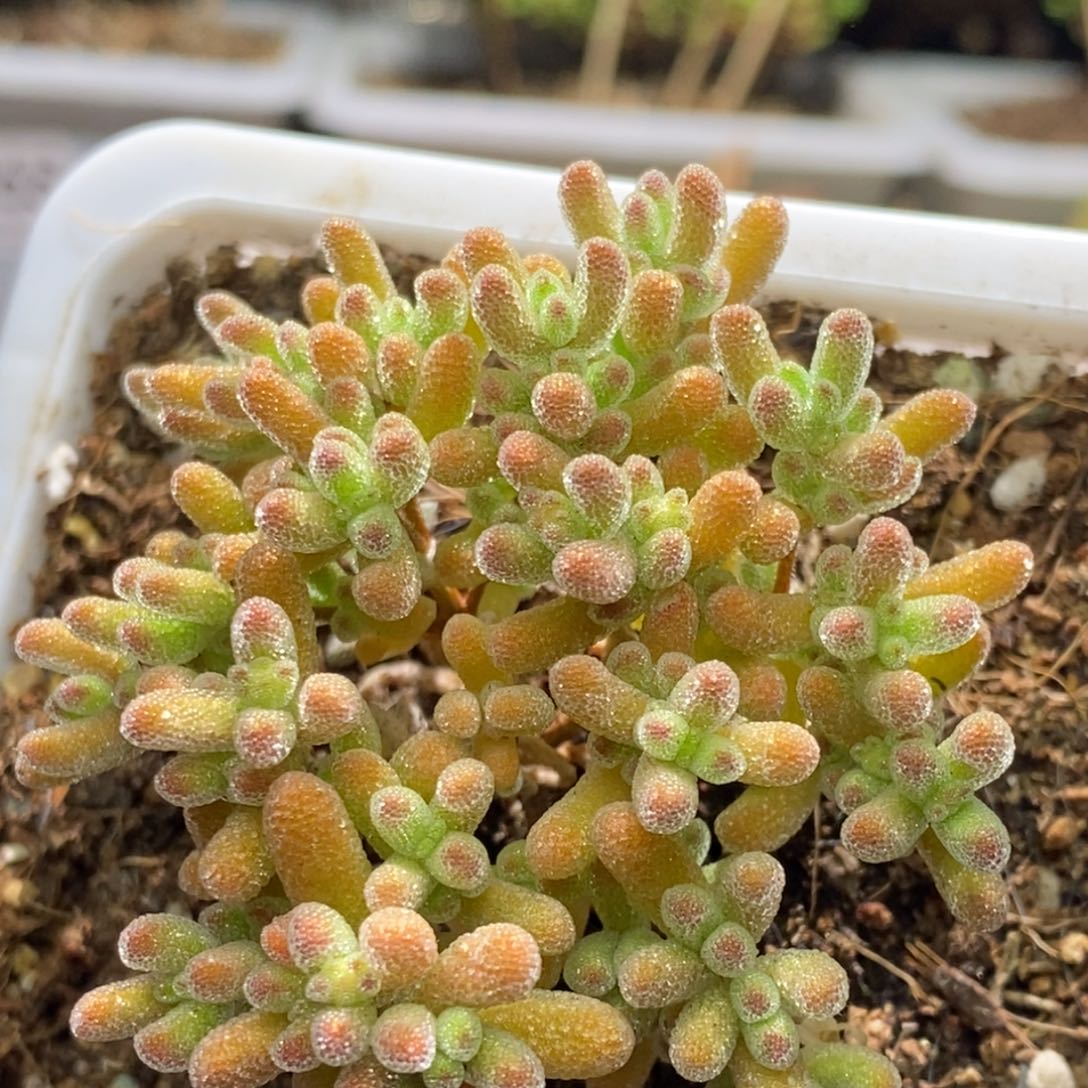 冰晶杂枝干番A538枝干番杏