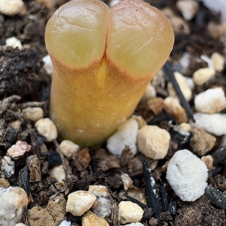 老马生石花磁铁1816