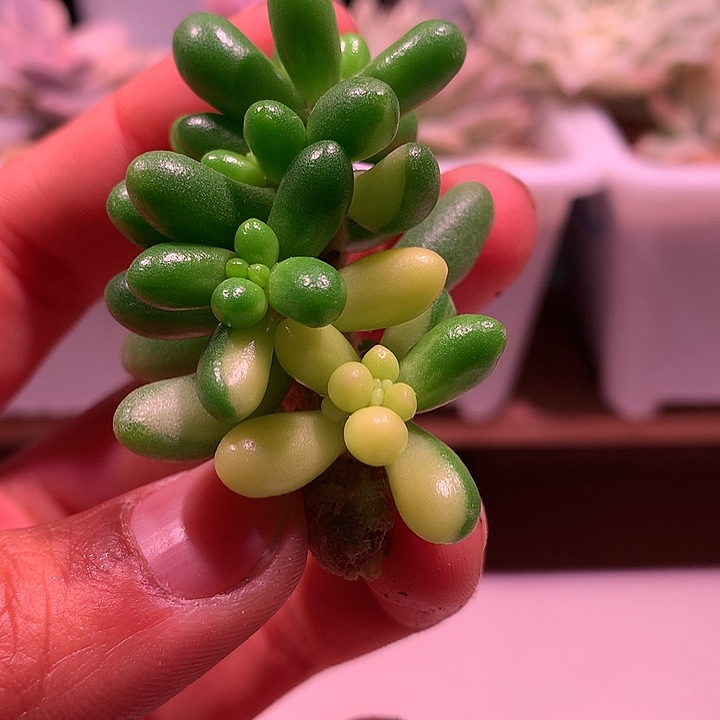 绿龟卵锦锦锦锦锦锦锦