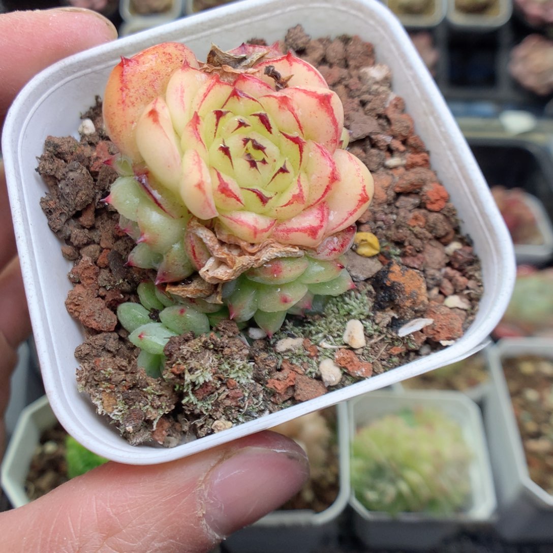 Q135y y y y y y t y