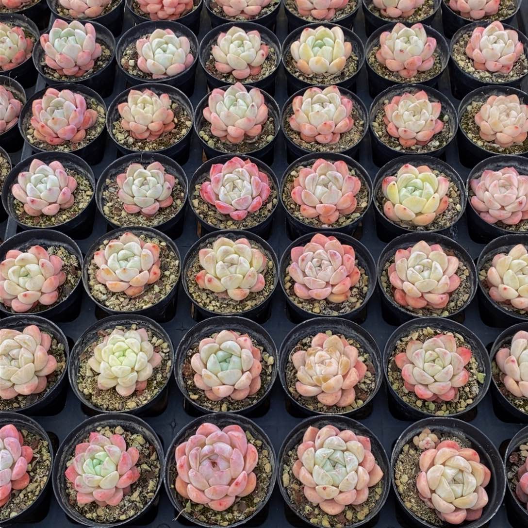 610个广告的时候我也不