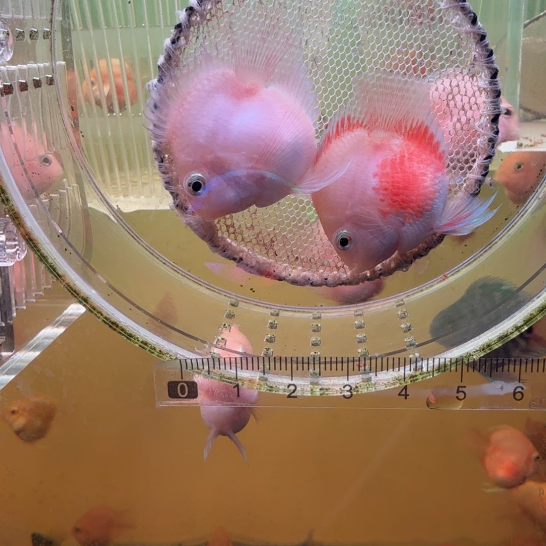 鹦鹉鱼胭脂粉一对