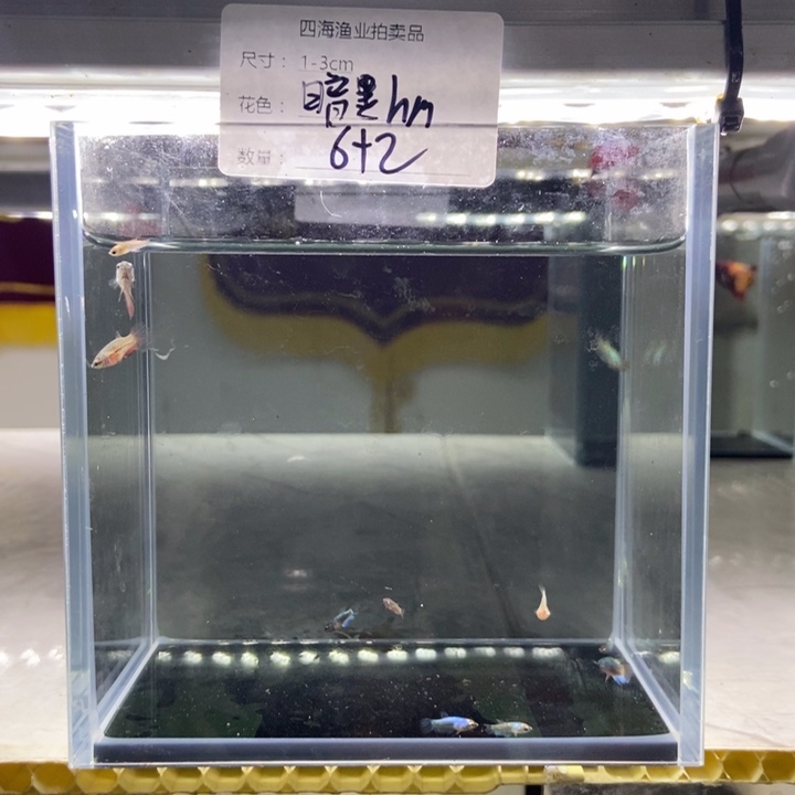 斗鱼包活不包损所见即所得232