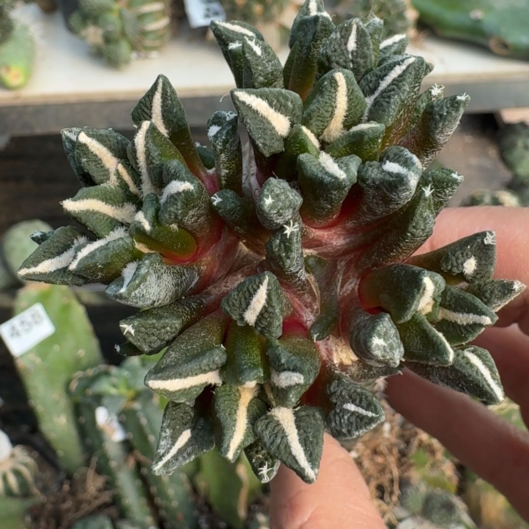 【闪购商品】无花朵群头苗接黑牡丹463