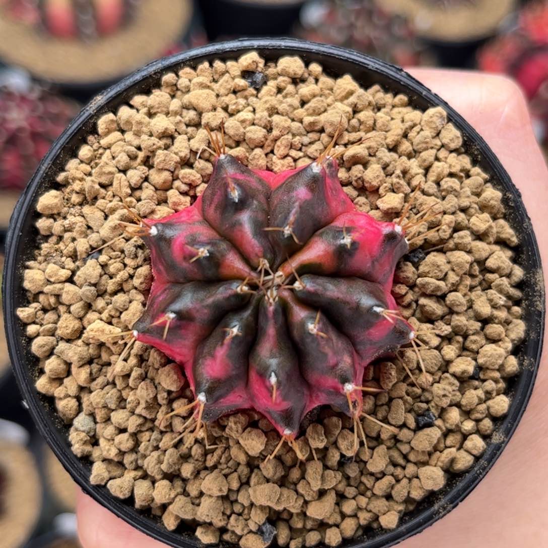 安达曼珍珠 米哈仙人球