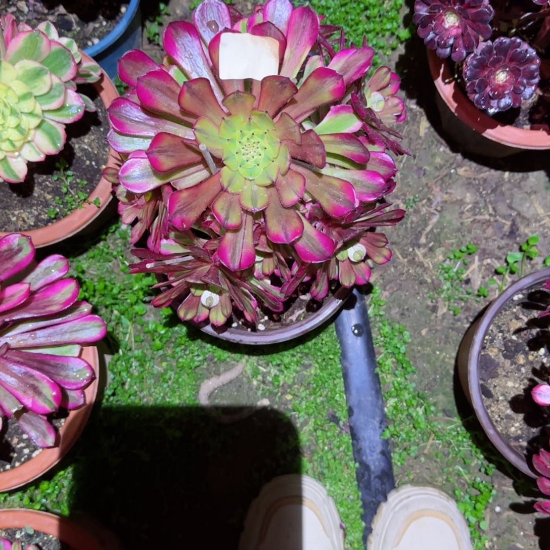 祝融法师多肉228