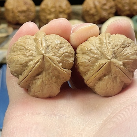 文玩核桃把件玄武索带彩35