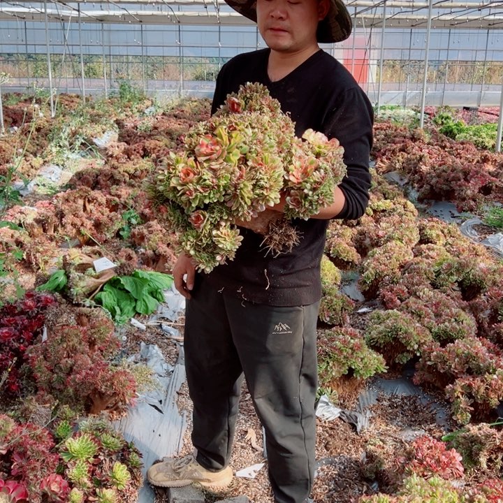 超大红袖醉话多肉法师25号