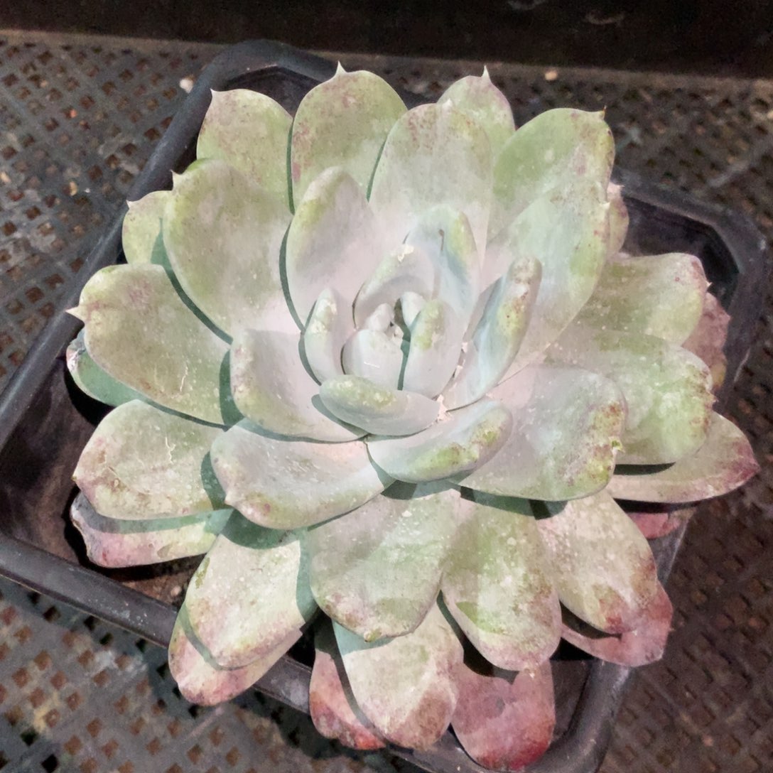 拇指杂，2月8日发货