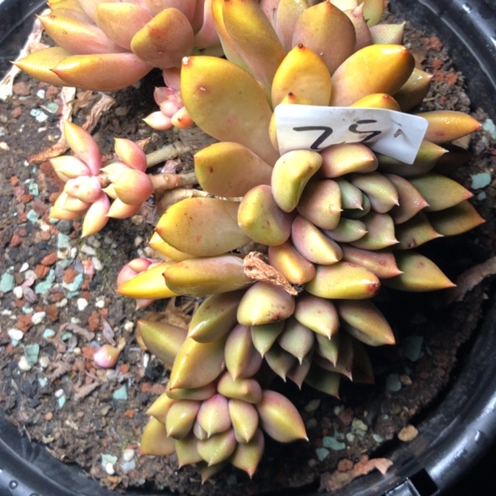 二**姨25//////////////////