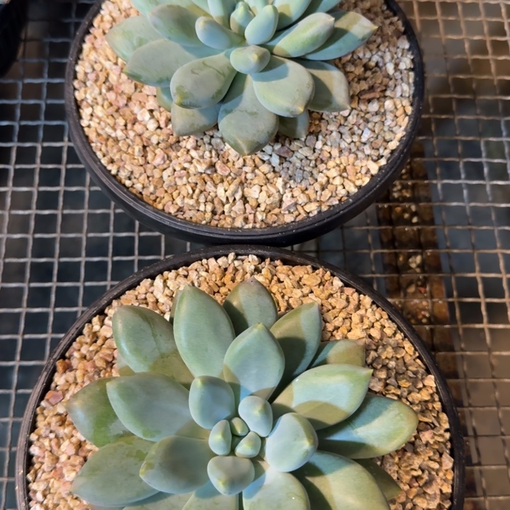 多肉植物哥特萝莉