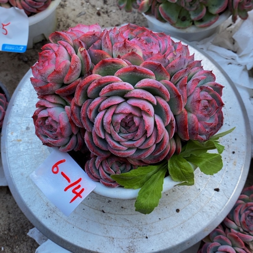 【闪购商品】半***～多肉植物