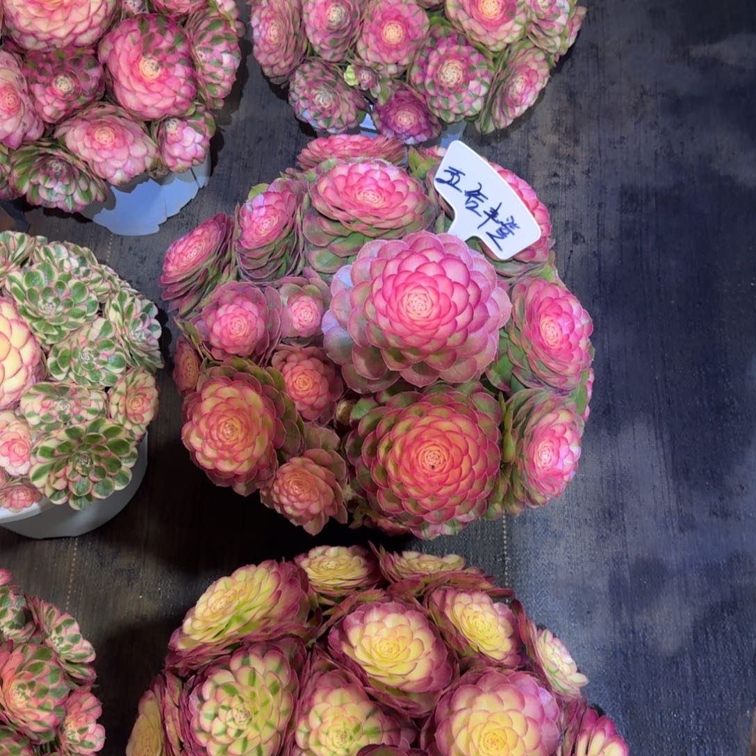 五***登dhshdsjdjdjejej荔枝