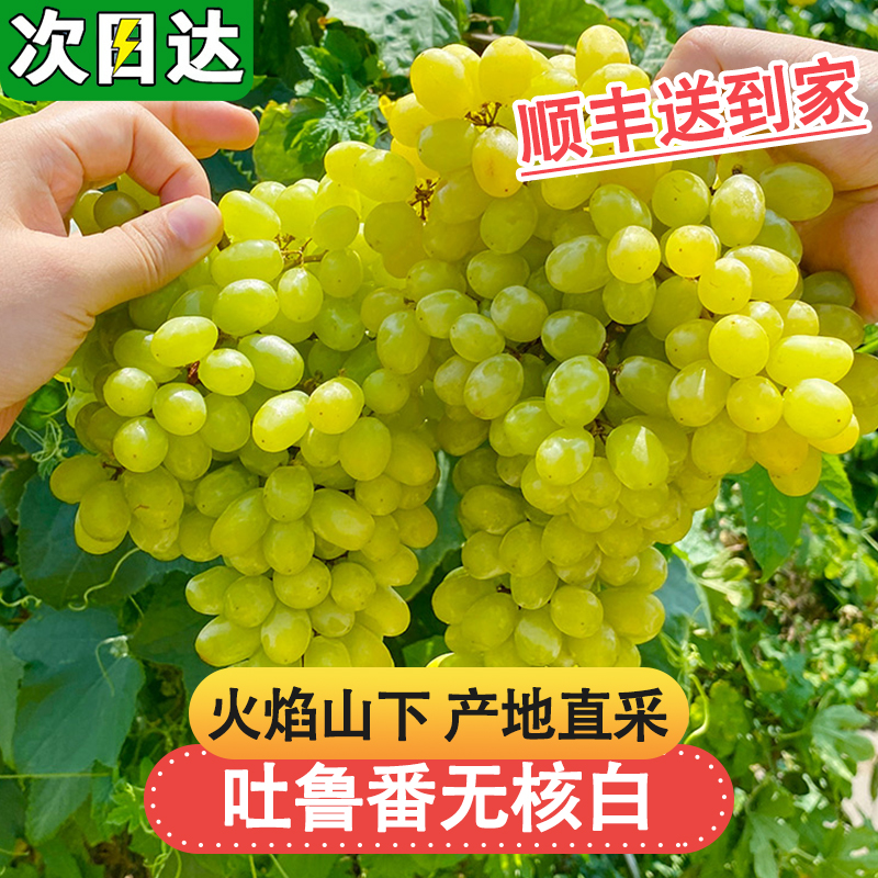 7-19现货【顺丰明日达】CC吐鲁番核心产区无核白葡萄新鲜现摘应季无籽水果半斤-5斤装 新疆维吾尔自治区
