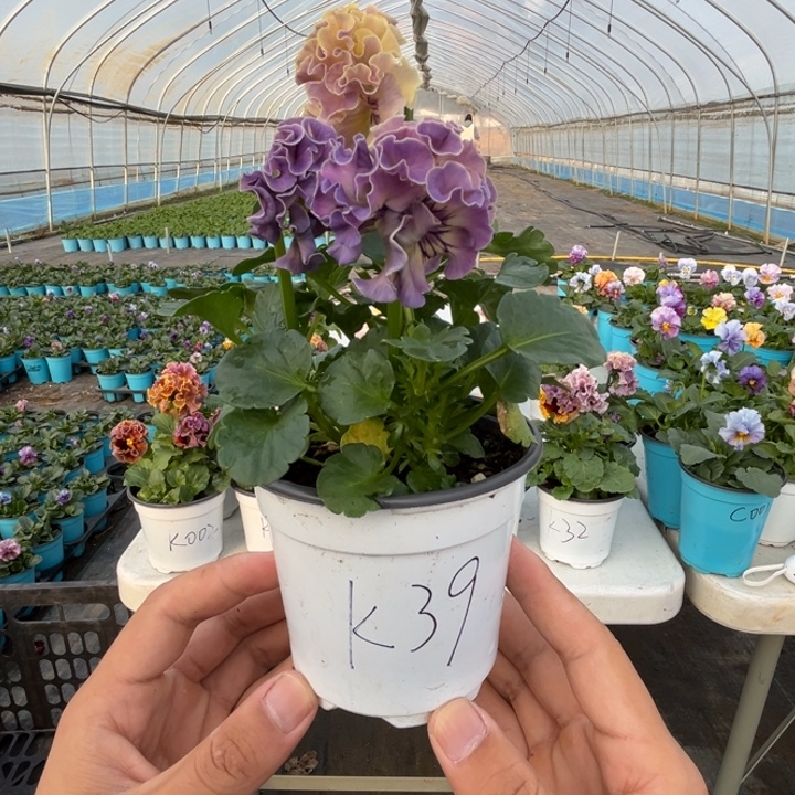 大部分花苞少量开放K39