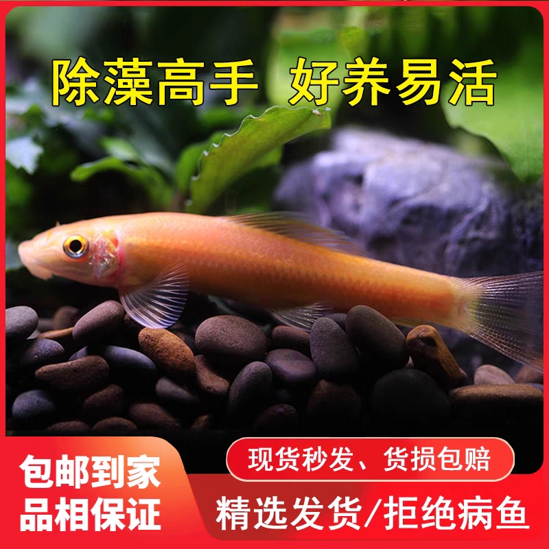 陕西发货金苔鼠清藻工具小型鱼清洁鱼热带淡水混养性情温色泽艳丽