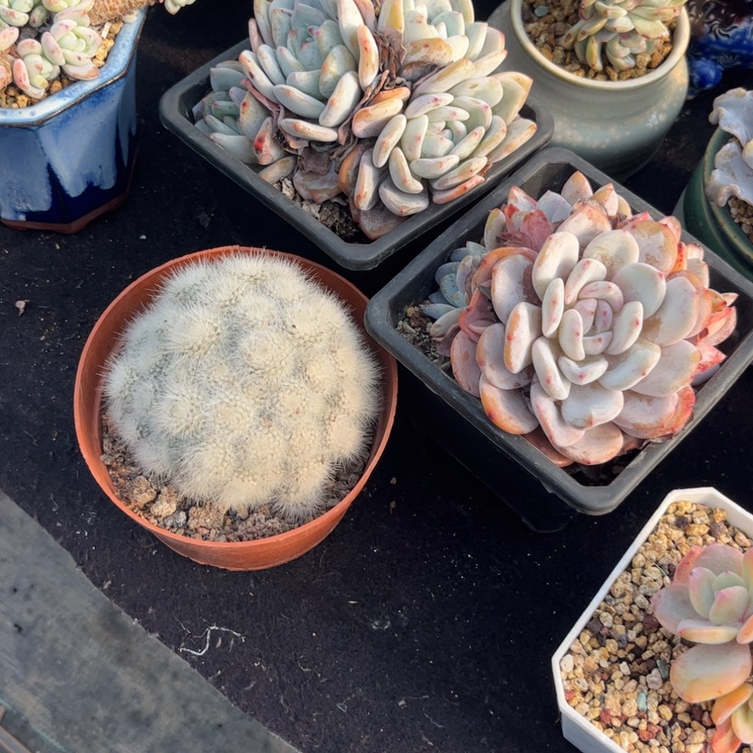 曲***曲多吃点东西就可以吃