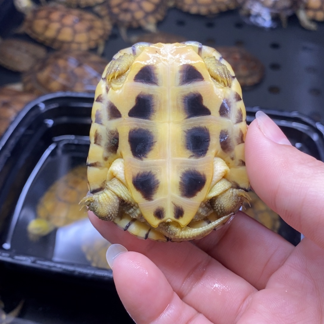 回***忆绿毛龟母6.1cmtfffvgfff