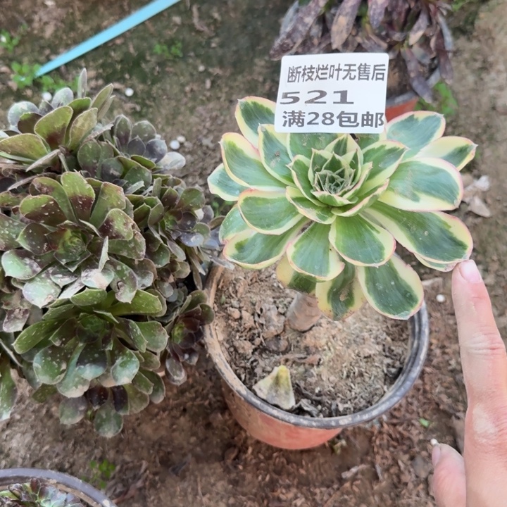 平***康521二号棚福利燕姿多肉A