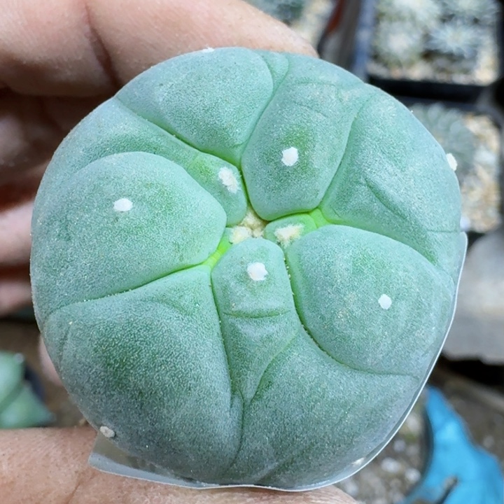 福利自根大尤翠377