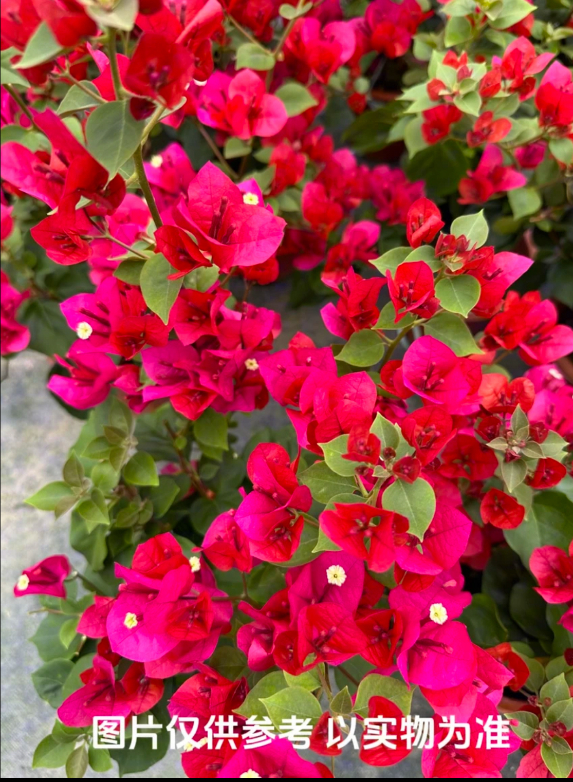 【中国红】三角梅花卉勤花四季开花基地直发
