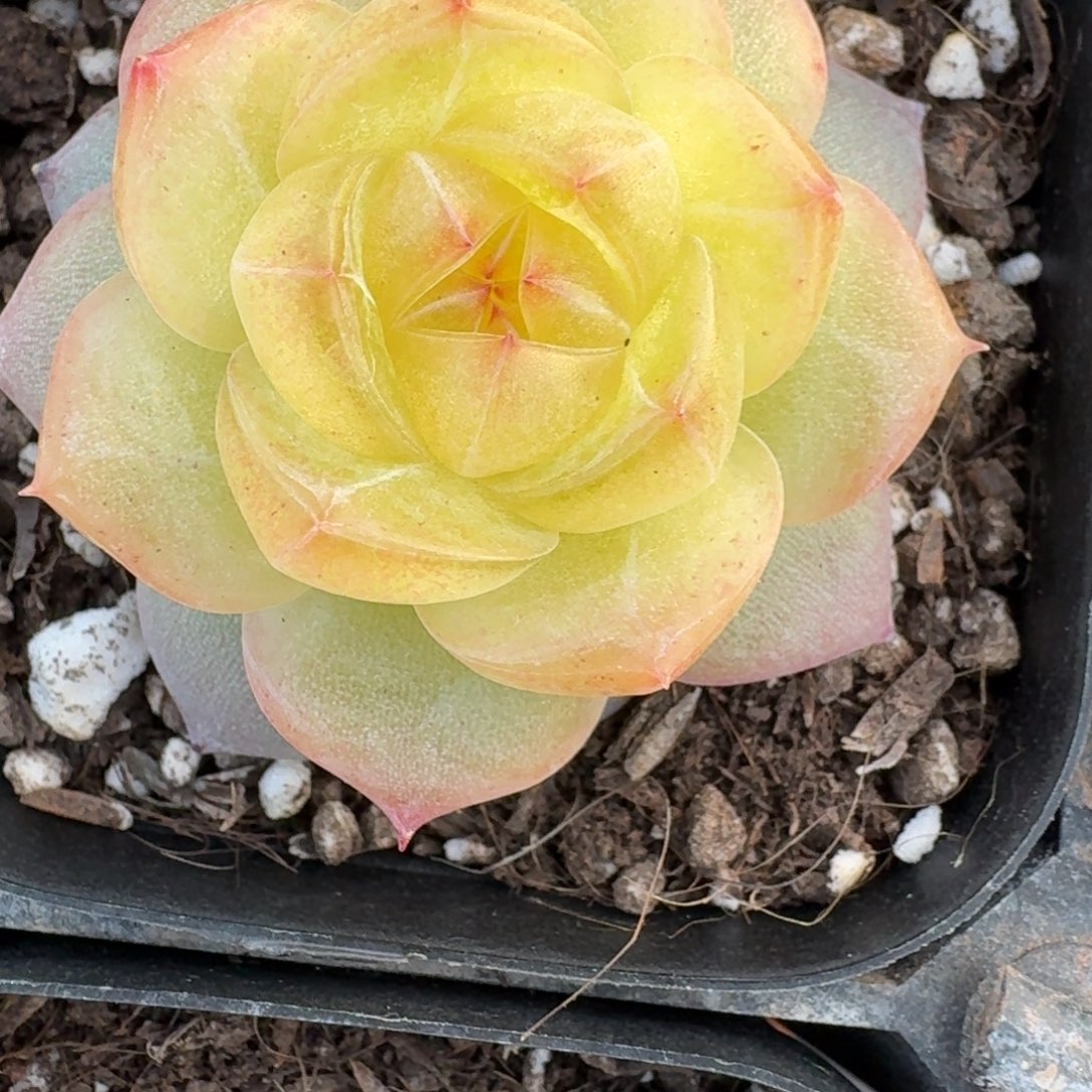 1129-17-3013单头一颗