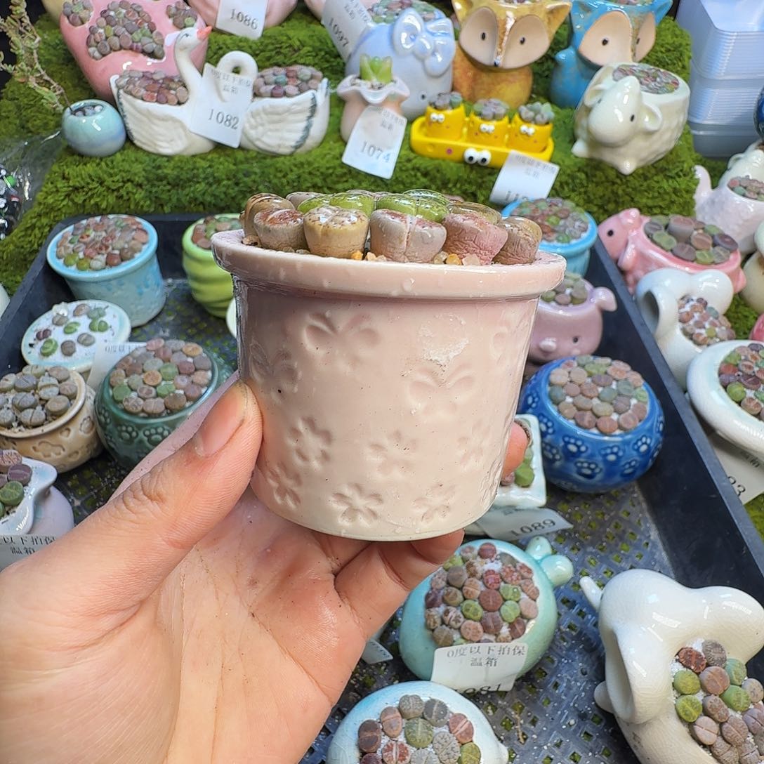 多肉葡萄干和水果11164