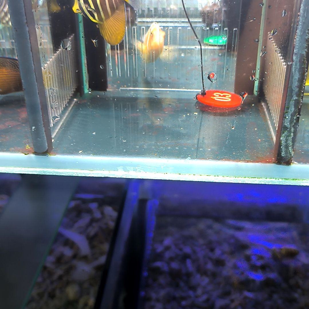 海水鱼大帆吊5+/5-44-03