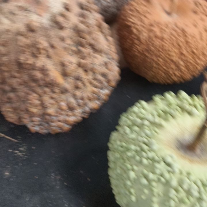 疙瘩葫芦疙瘩葫芦