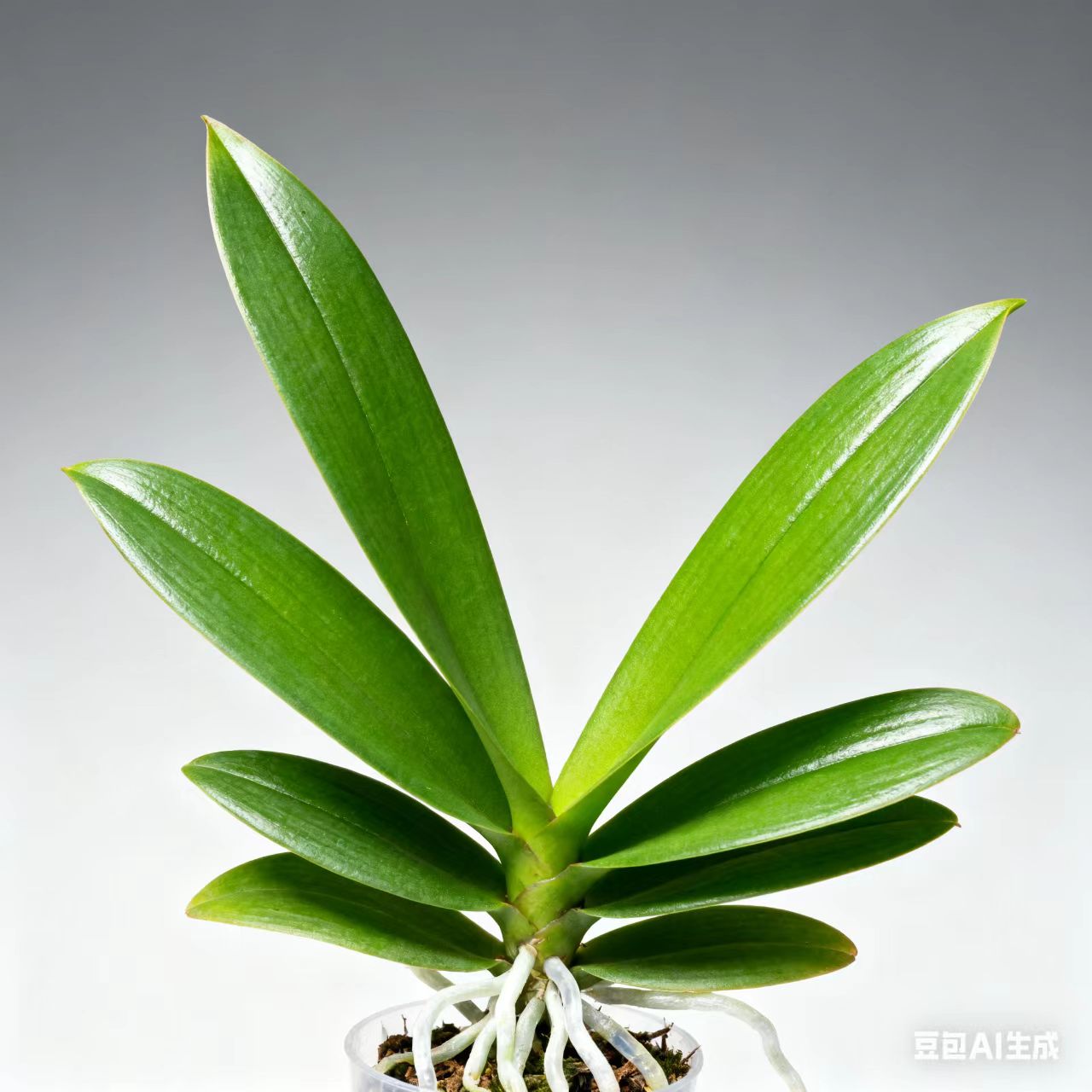 予兰花卉（各种各样花后苗）发货