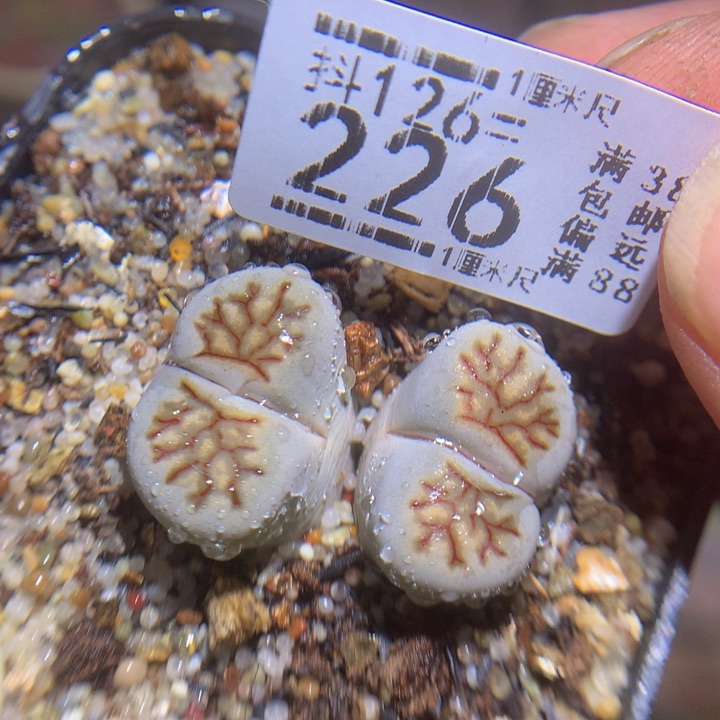 精品生石花126.226