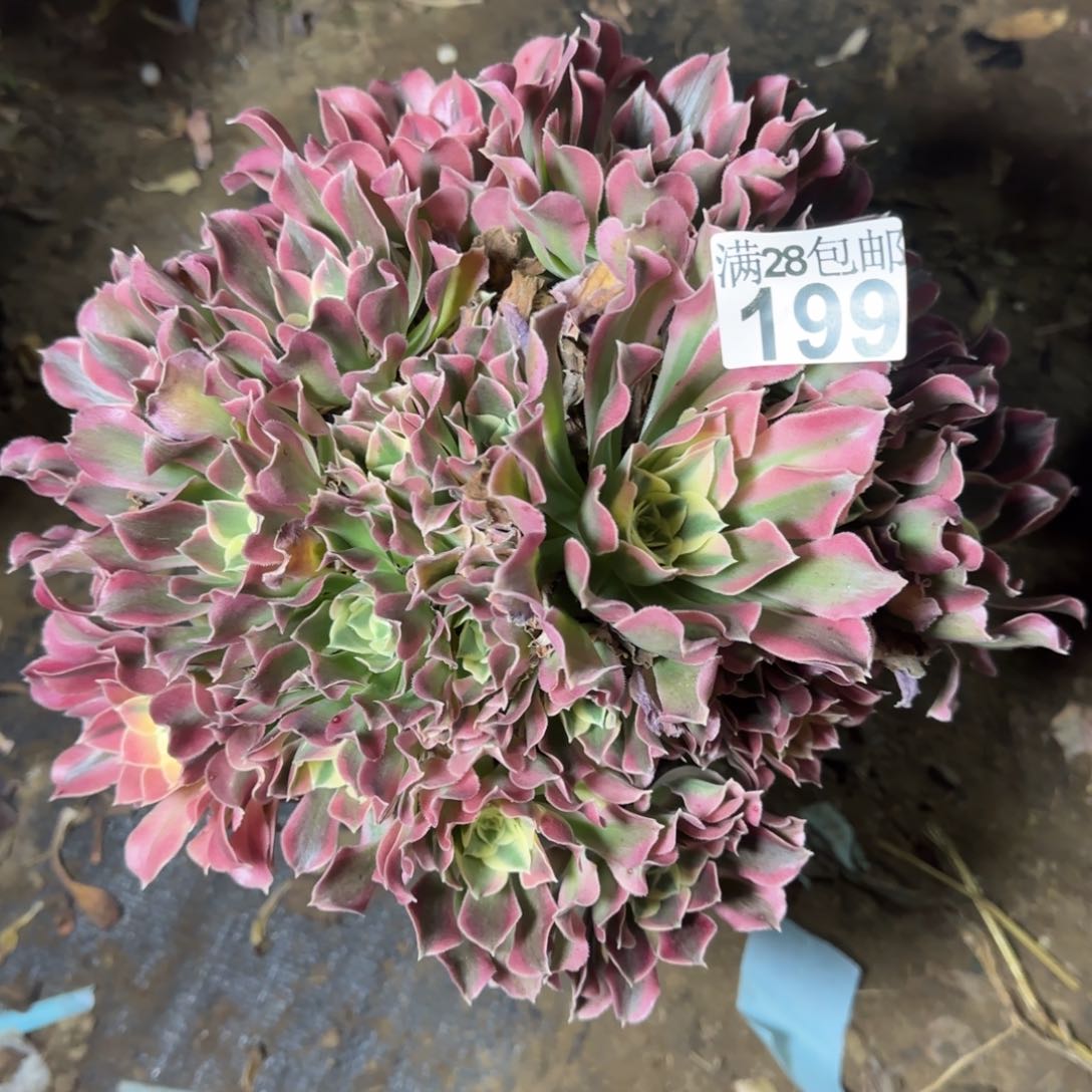 雨花石多肉199满28包邮断枝不包