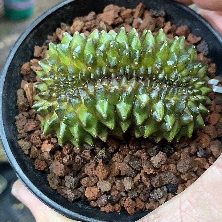 孤品实生泰系无刺貘缀化拱门缀6.6cm