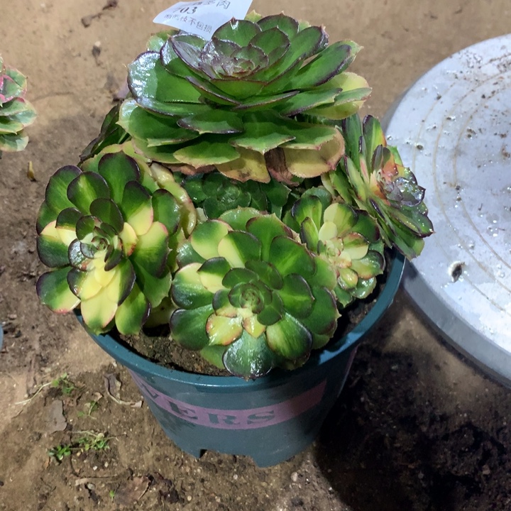 703海王七彩多肉植物特价