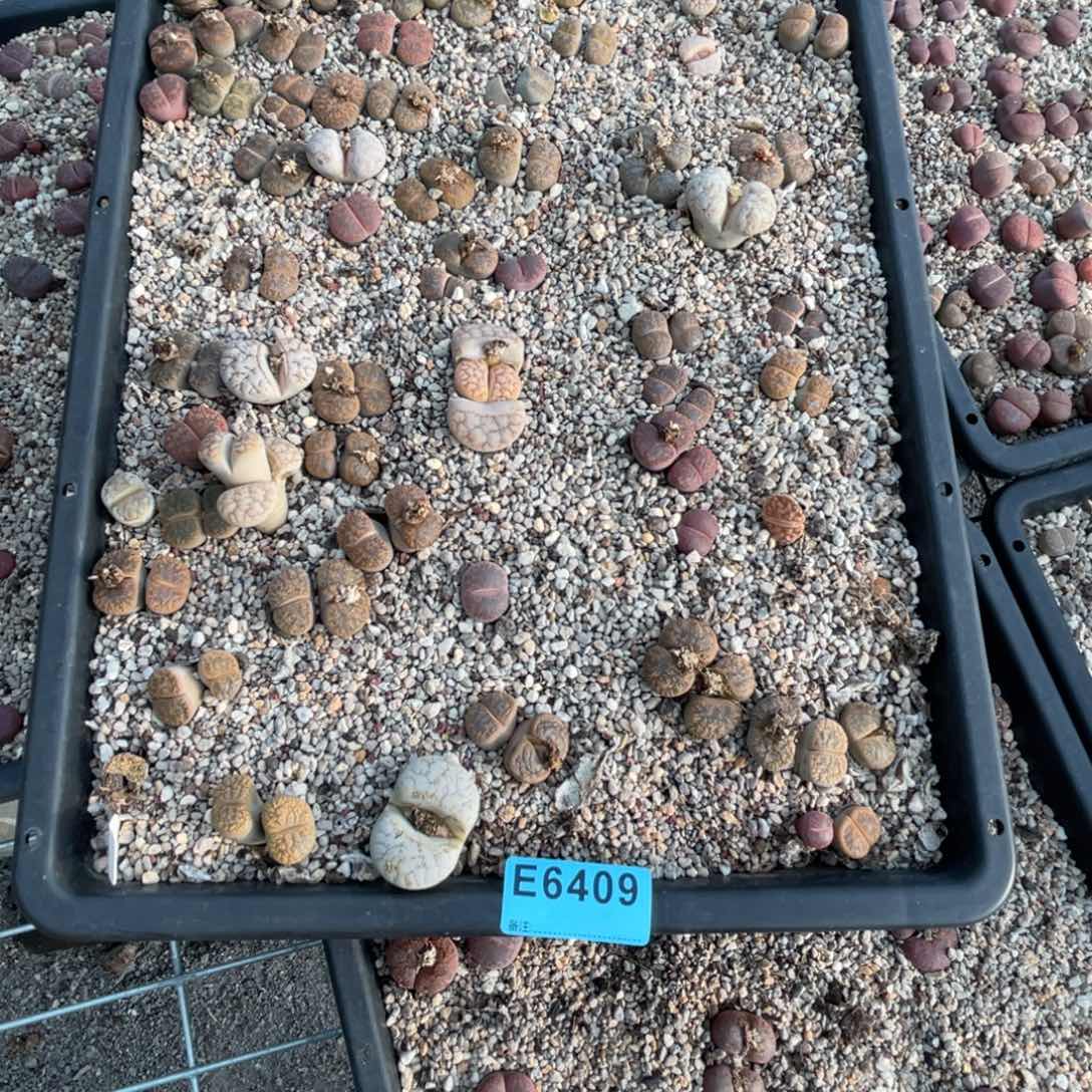 肥***猫6409筐福利不售后