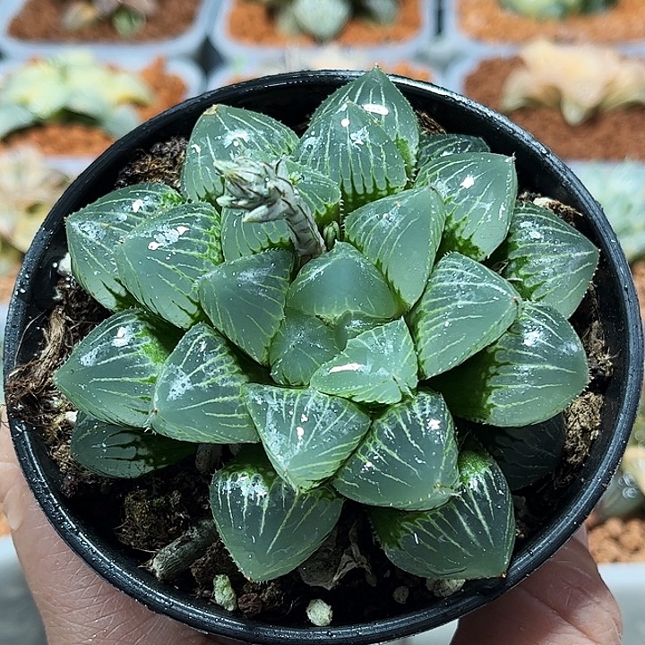 十二卷多肉糯玉露