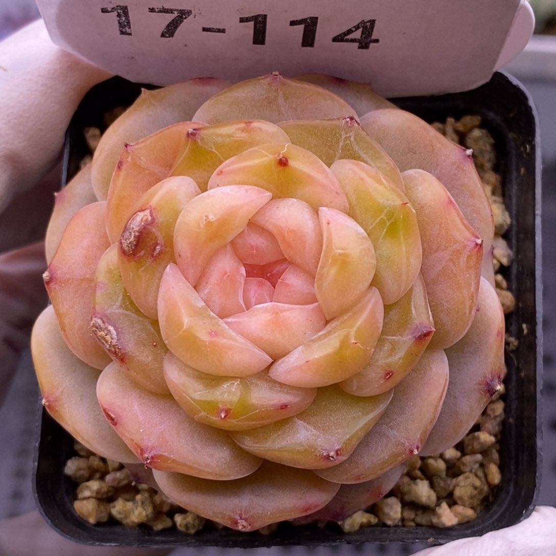 【闪购商品】17-114