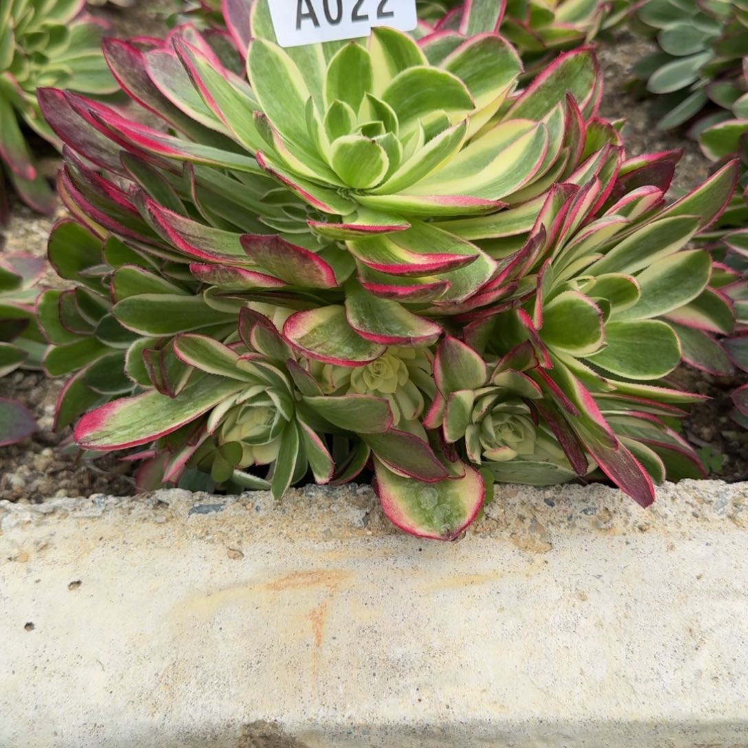 流*022海王到秋天。多肉植物