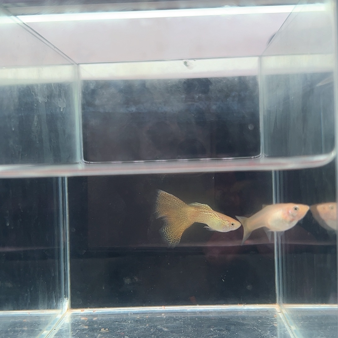 金属黄蕾丝白子孔雀鱼