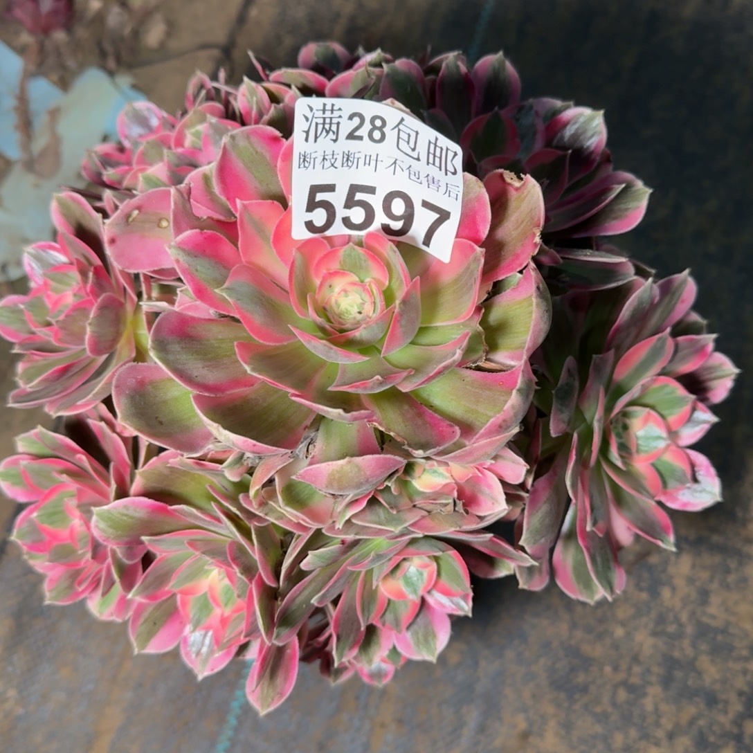 5597女郎多肉植物