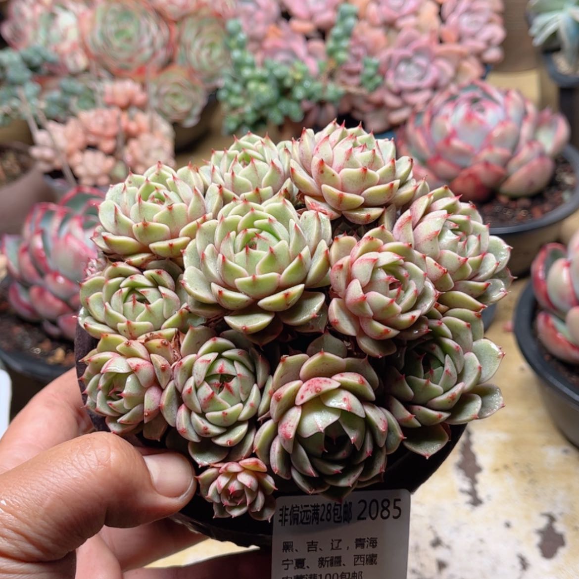 【闪购商品】2085笨吧