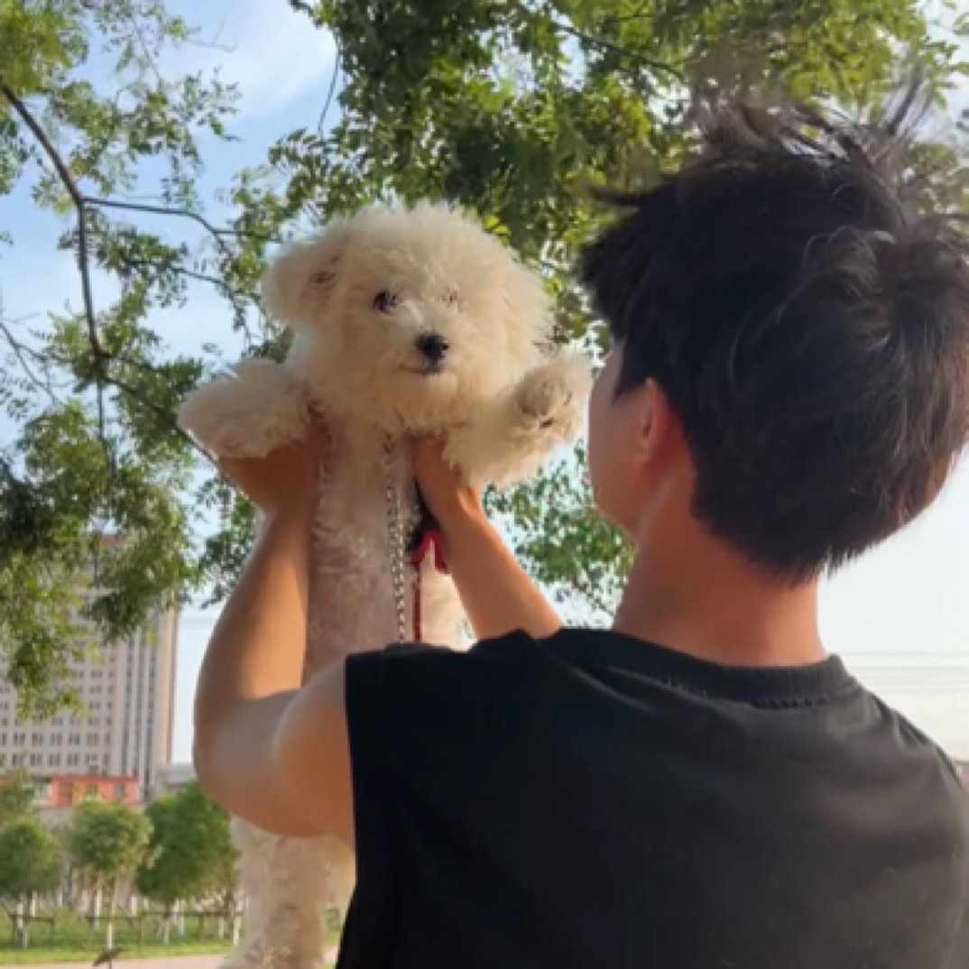 云启家比熊西高地马尔济斯约克夏等宠物幼犬