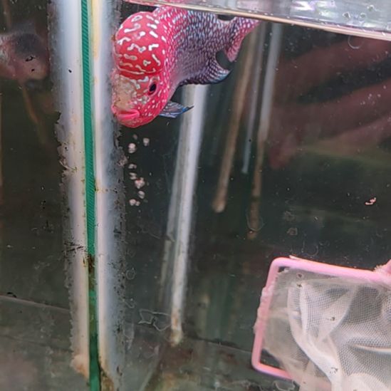 罗汉鱼222222222222