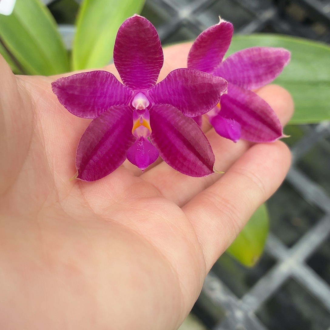 当前无花朵，栽培后可花朵A247