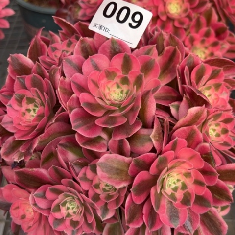 009女巫20厘米左右