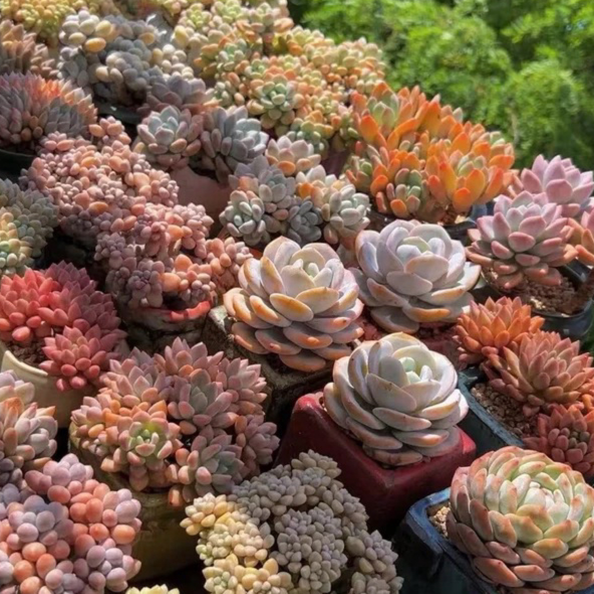 福利套餐（到手5盆）脱土发货多肉植物