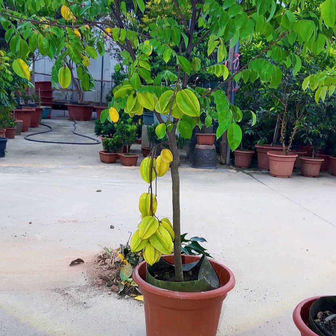 幽***盈无花朵果树111111111111